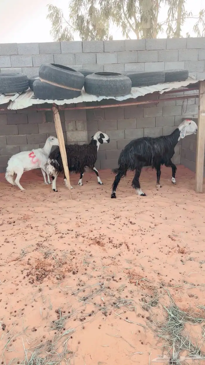 اللبييع ثلاث غنم نجديات وحريه العداد(3) روس 0