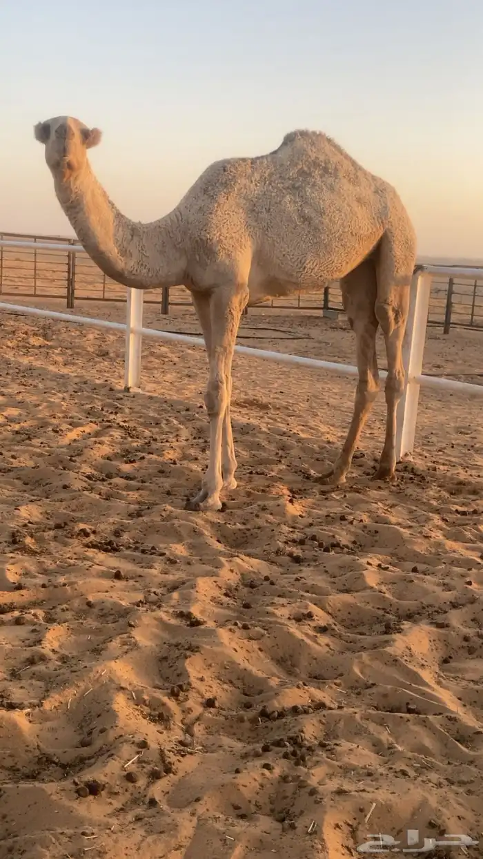بكره باتليه مفروده 1