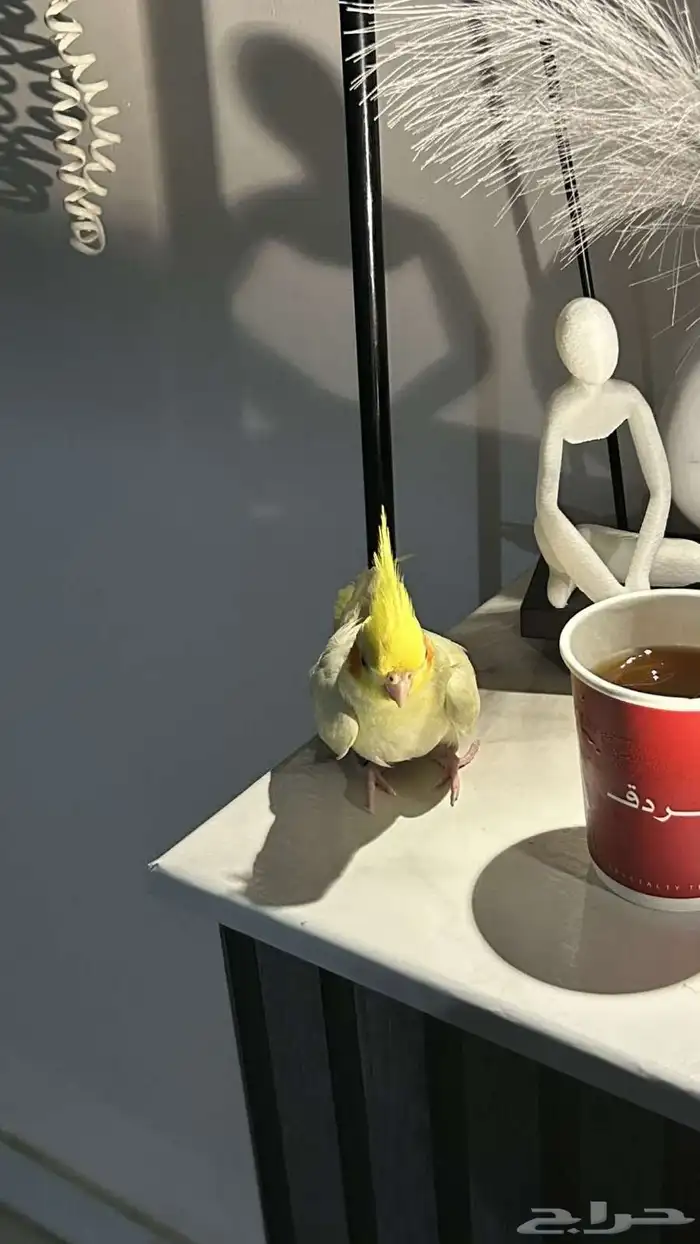 ببغاء كروان اليف مراا 0