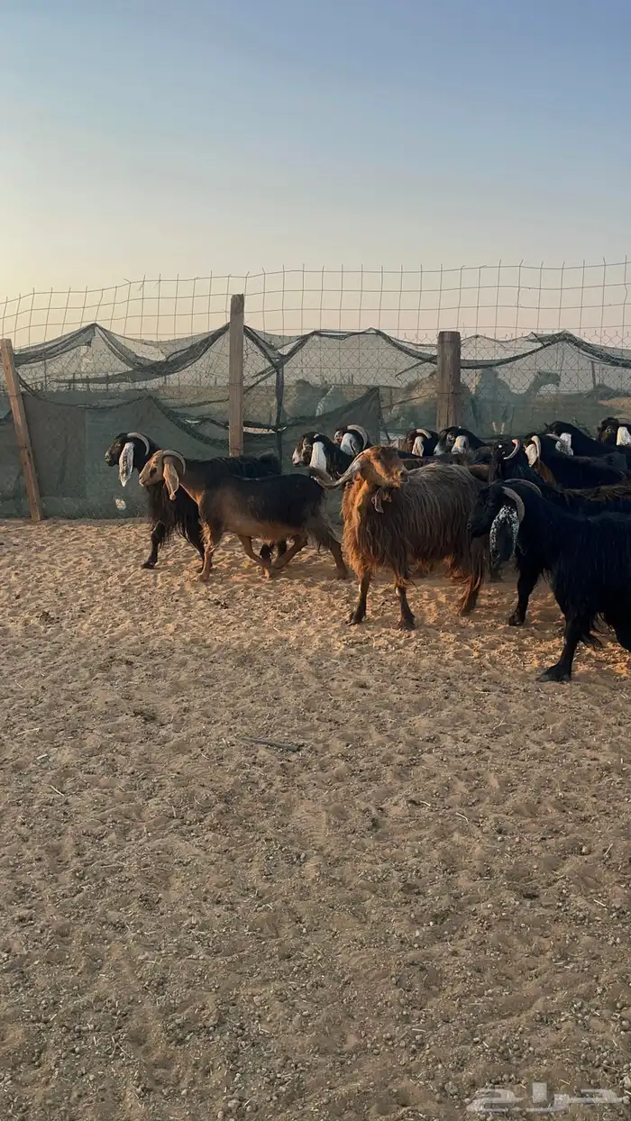 معزا دفيع شرط 6