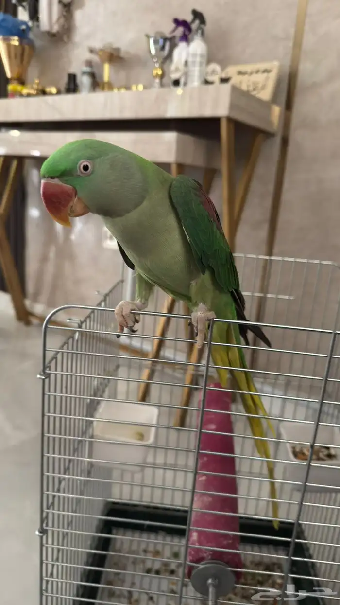 ببغاء دره 0
