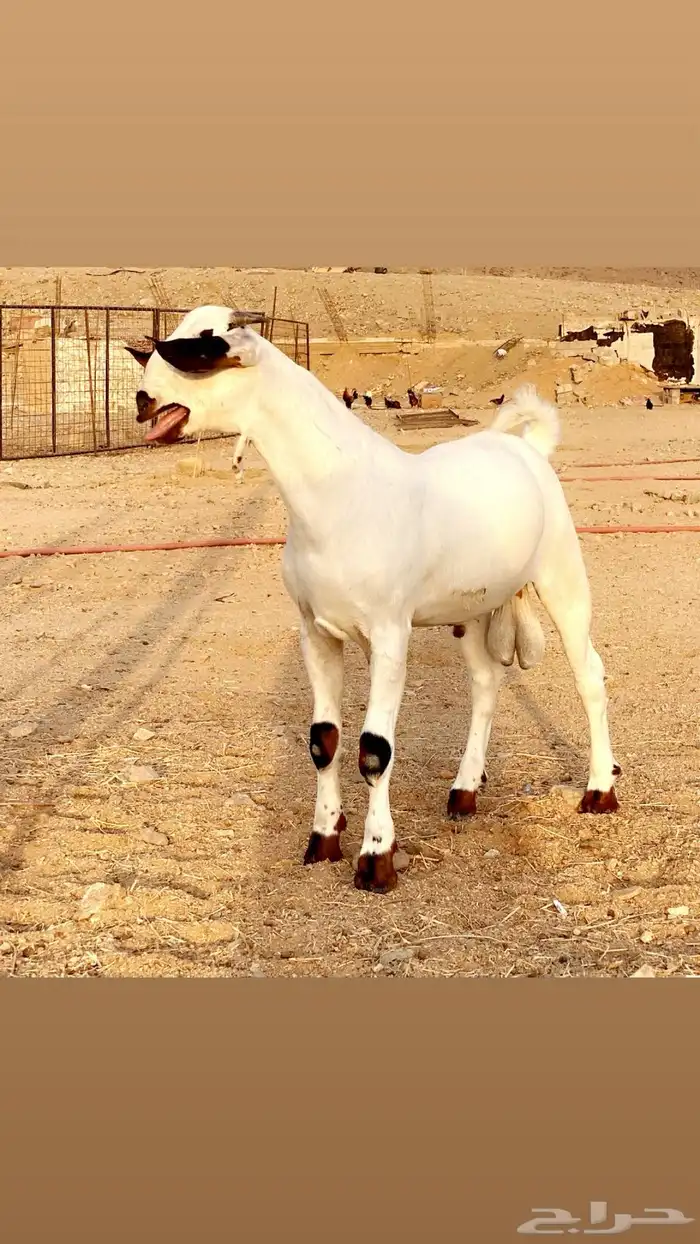 مشروع فحل بيشي صنف الصنف 0