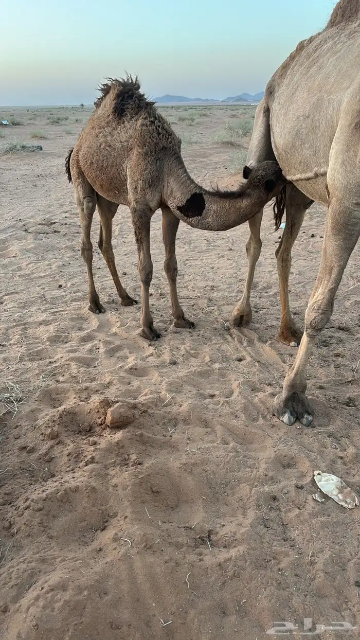 حاشي لباني على مفلاء 0