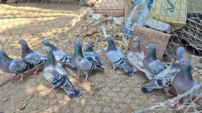 حمام زواجل 1