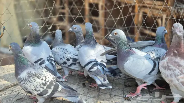 حمام زواجل 4