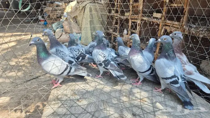 حمام زواجل 0