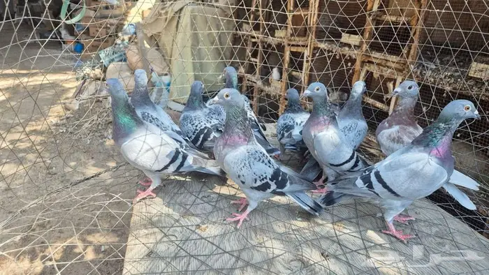 حمام زواجل 3