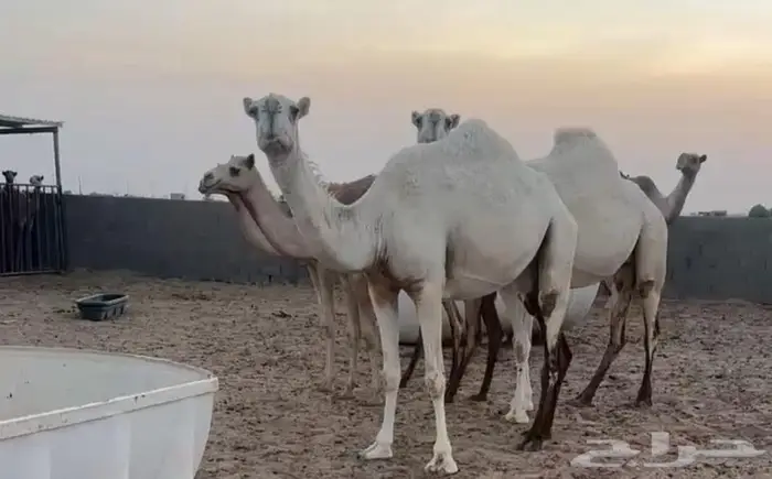 ناقتين وضح طيبات للبيع 0