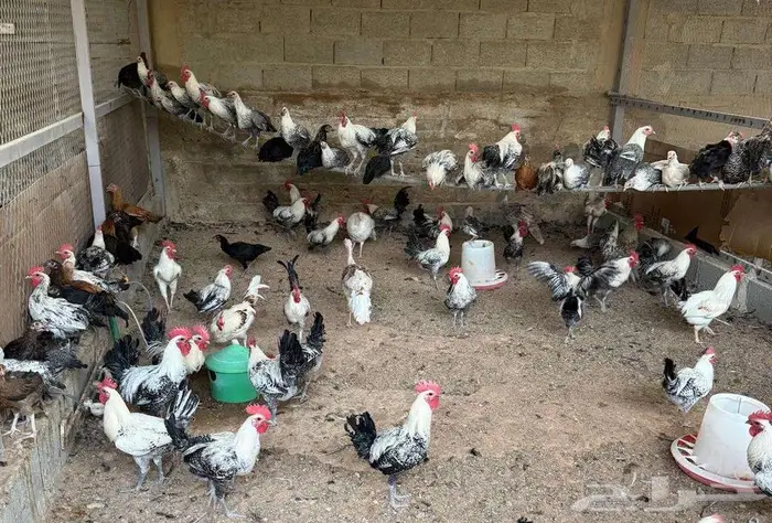 المزاحمية 0