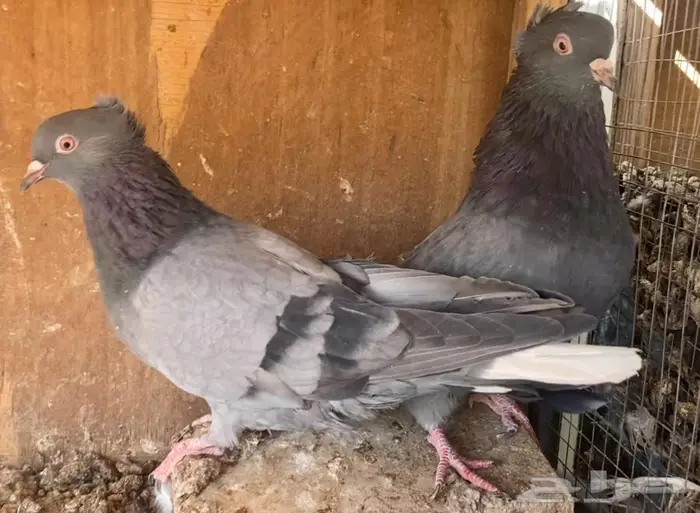 قطايف زرق للبيع فرصة 0