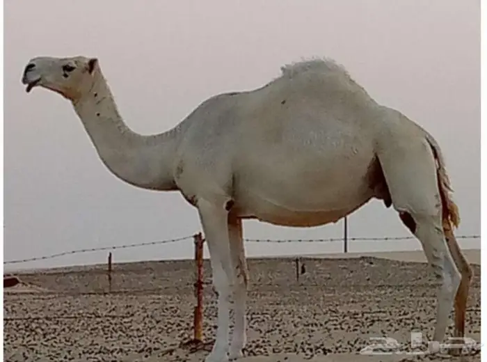 لقحه وضحا كفو للبيع 0
