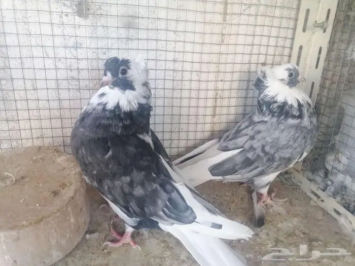 طبات قطيفي دخاني 0