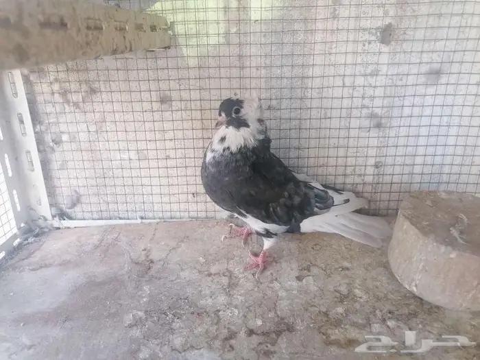 طبات قطيفي دخاني 1