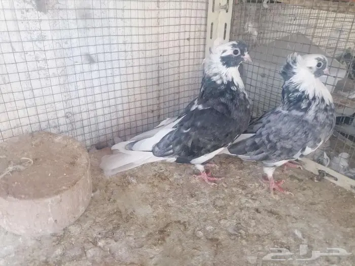 طبات قطيفي دخاني 5