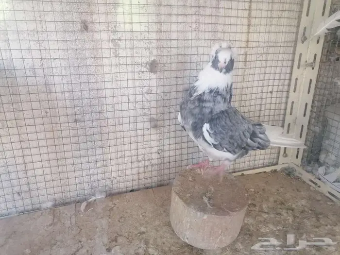 طبات قطيفي دخاني 4