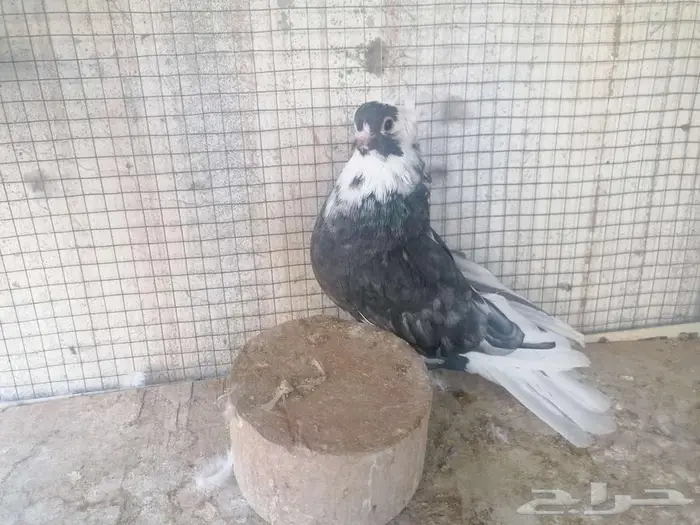 طبات قطيفي دخاني 2