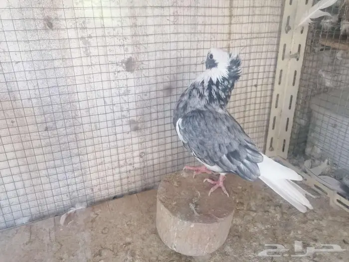 طبات قطيفي دخاني 3