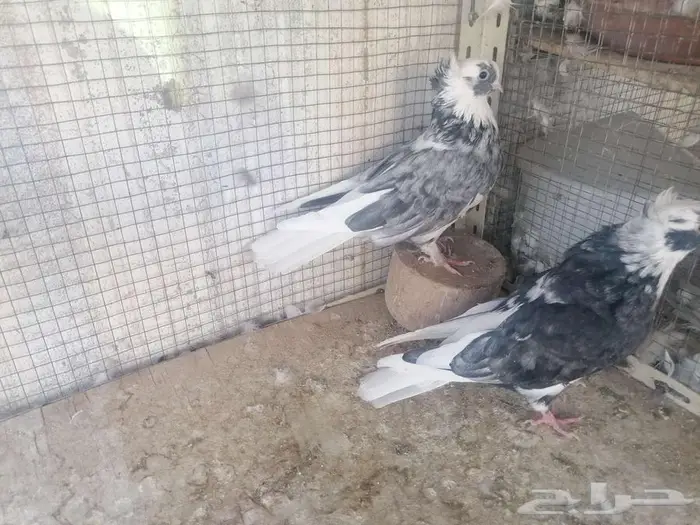 طبات قطيفي دخاني 6