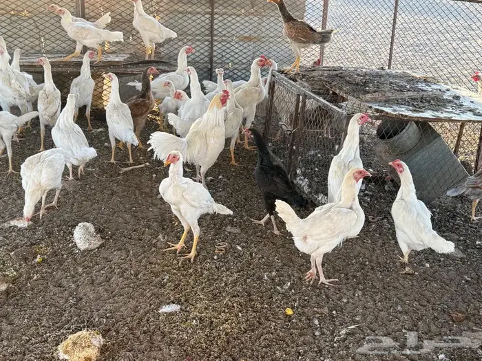دجاج 1