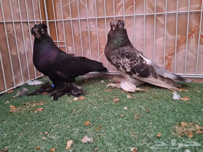 جوز ازوبك حامل رديوس بإنتاجه 0