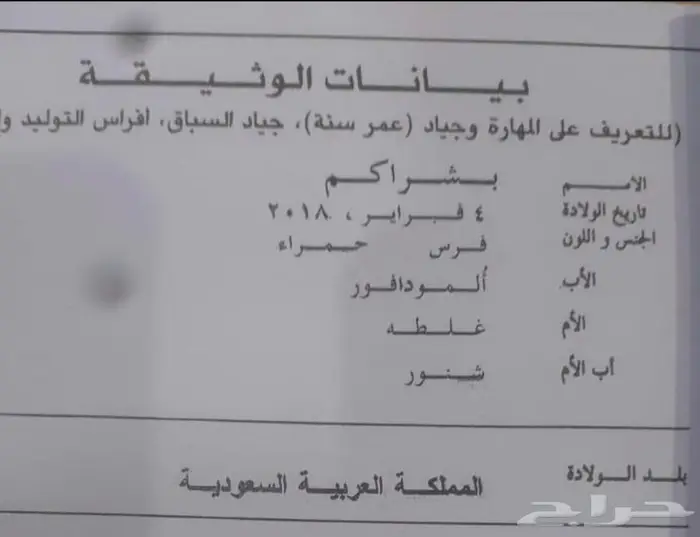فرس انقليزيه 2