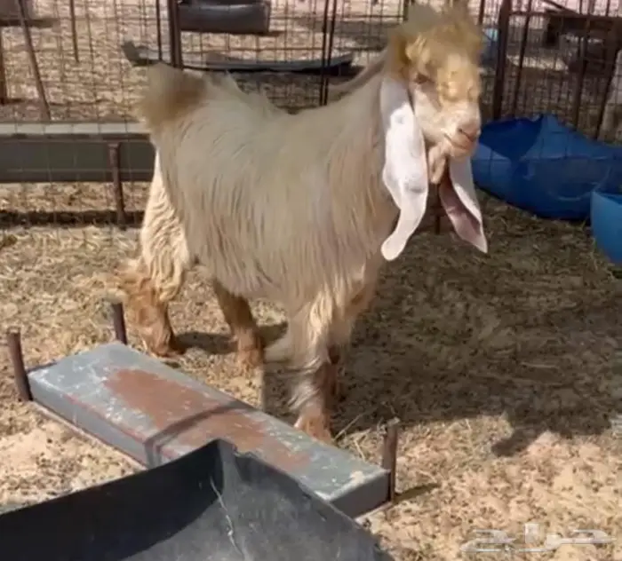 جذع عارضي اصفر 0