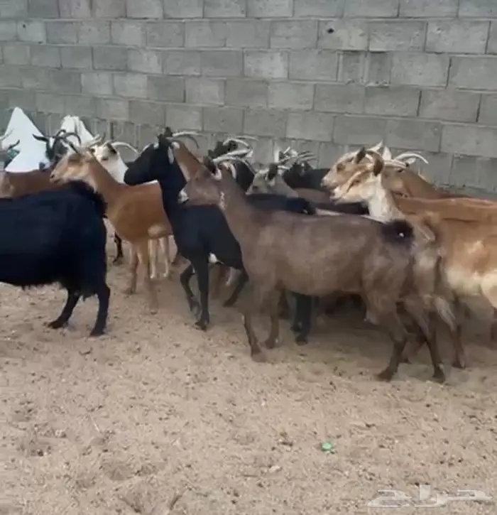 معزا تهاميه العدد 20 يتبعها 21 بهم 3