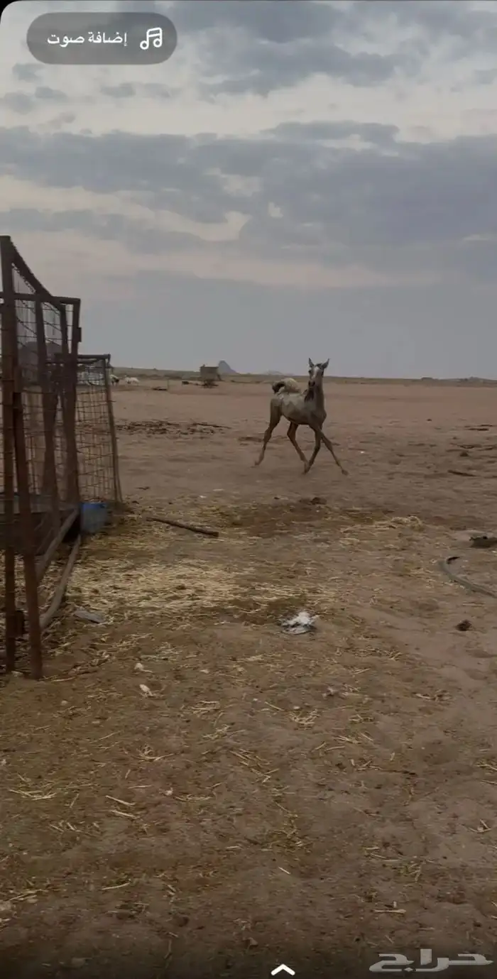 مهر شعبي 1