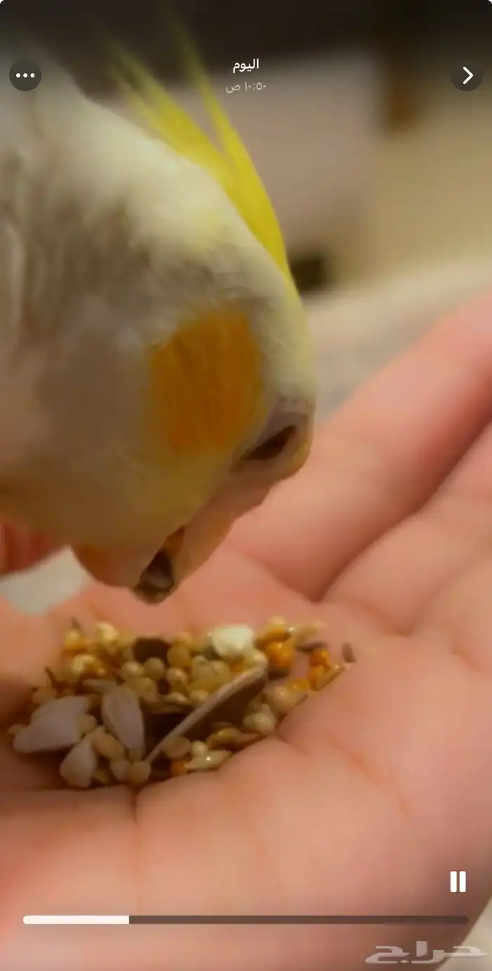 كروان أليف يناسب الأطفال تم البيع 2