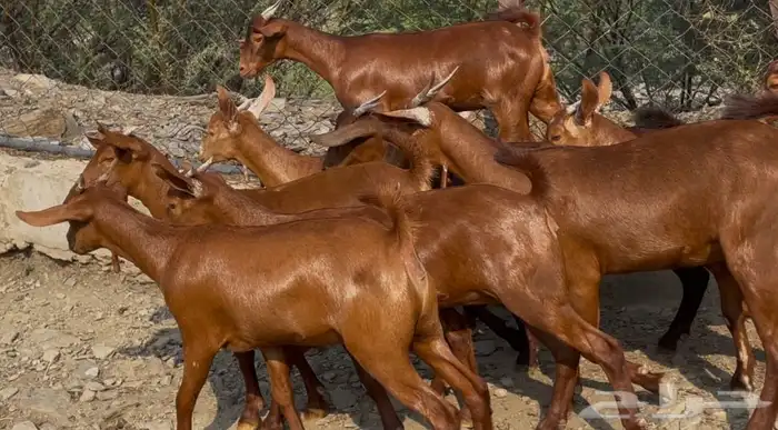 جفار دهم صنف ماشاء الله تم البيييع 5