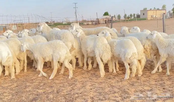غنم رخال صنف دفيع 2