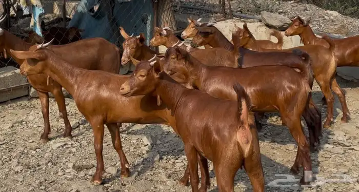 جفار دهم صنف ماشاء الله تم البيييع 0