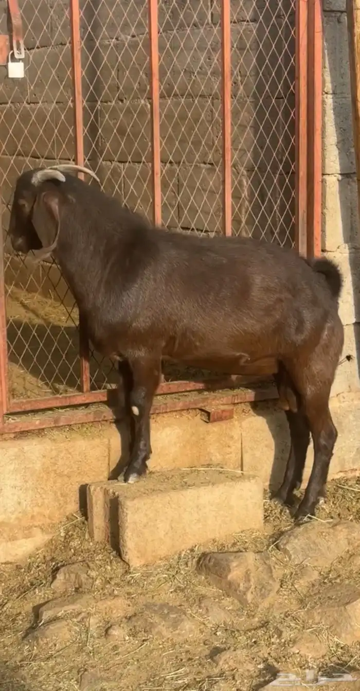 تيس كلهاري فاخر 0