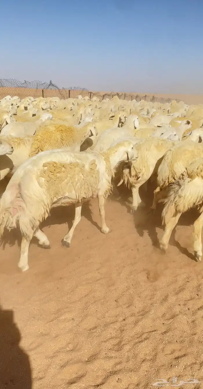 غنم حريات و رخال مراح حرش درجه اولى عدد 283 9
