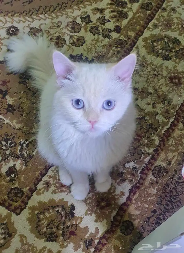 الثقبه 2