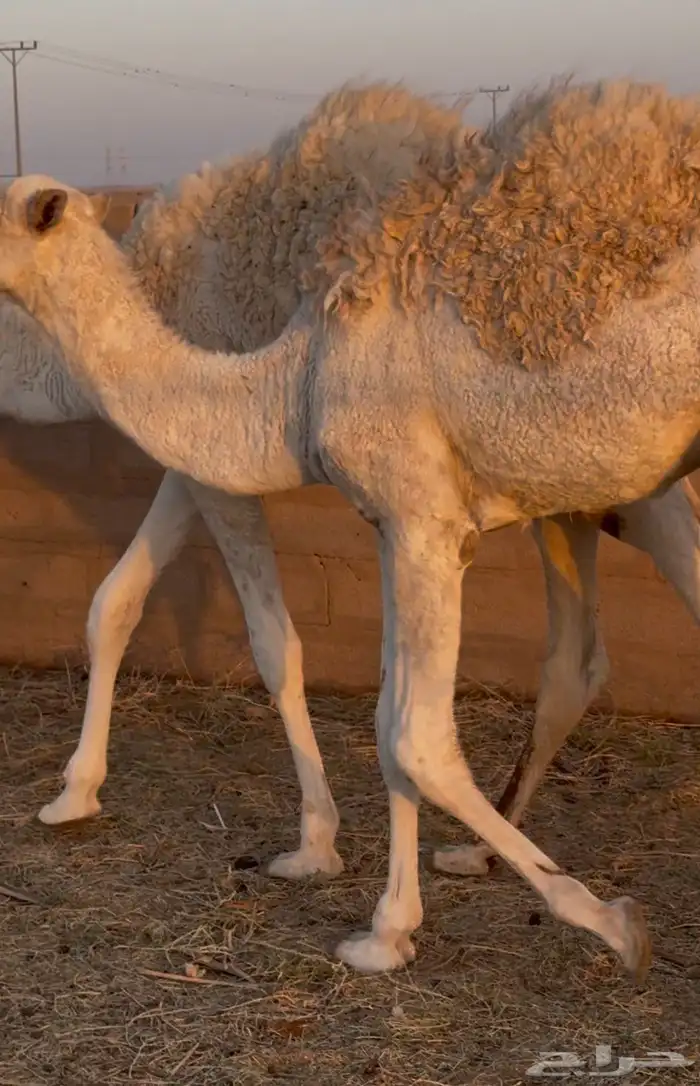 حشو طيبة للبيع 3