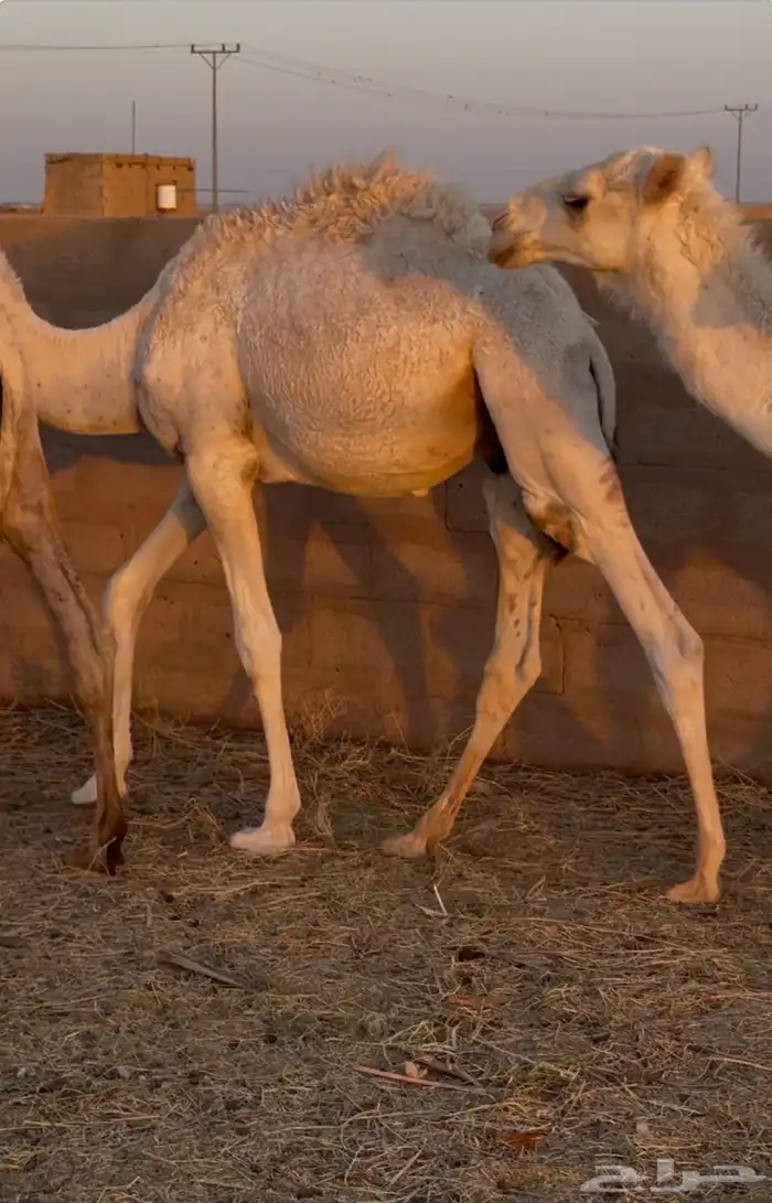حشو طيبة للبيع 4