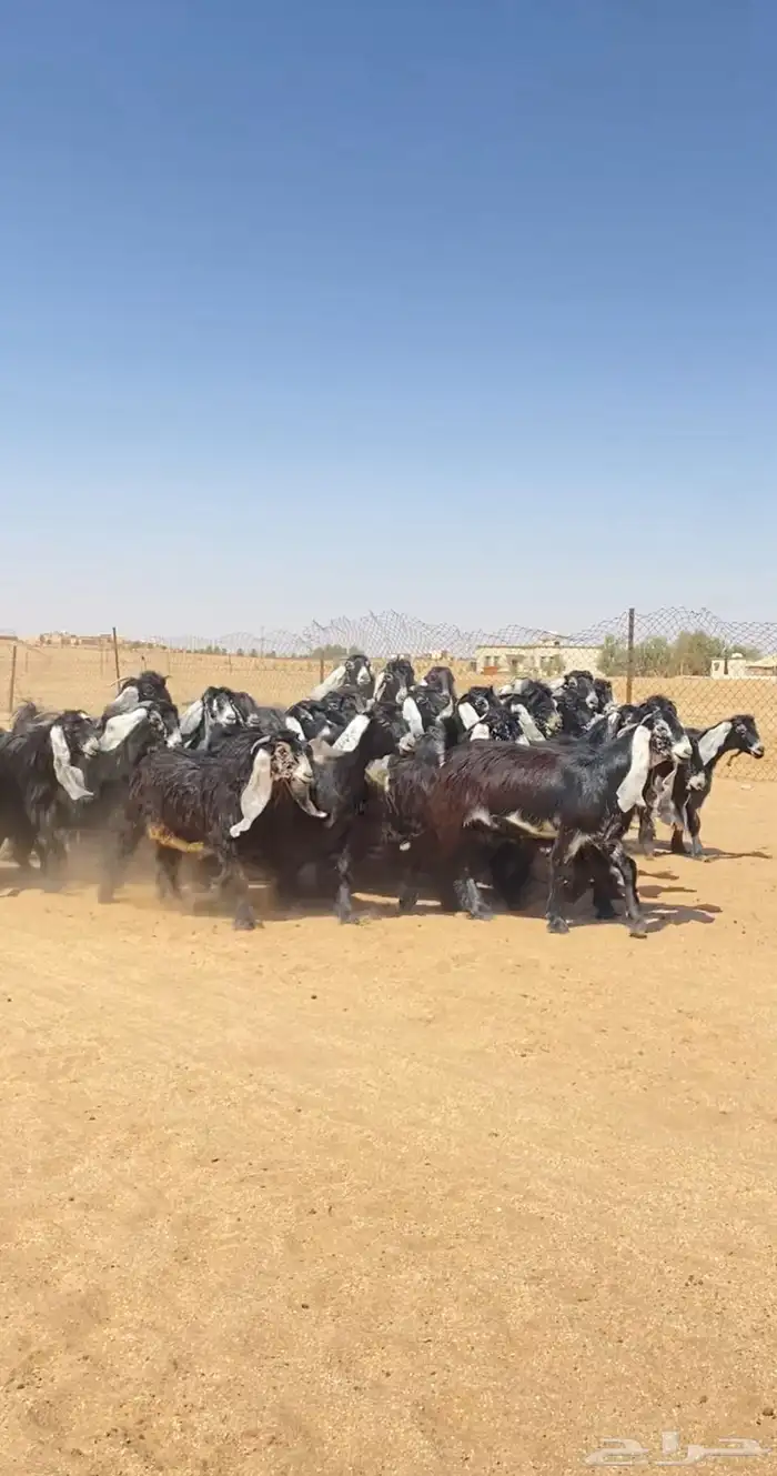 جفرات عوارض صنف 0