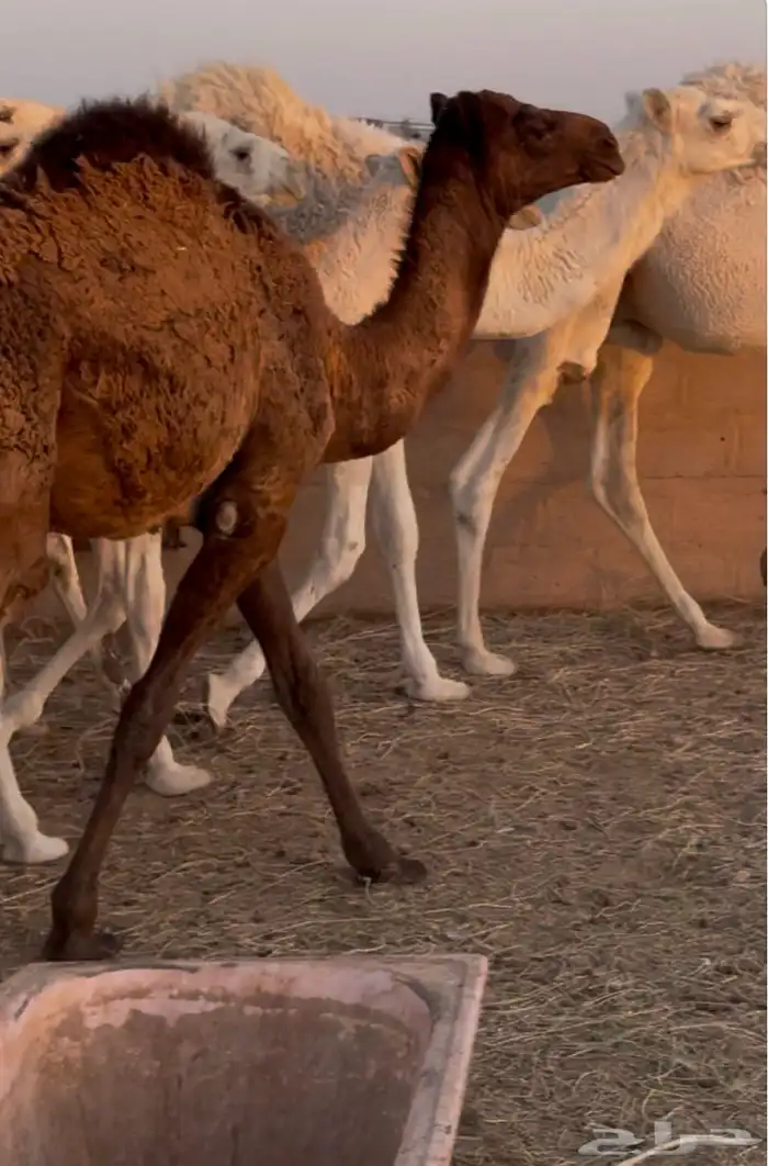 حشو طيبة للبيع 2