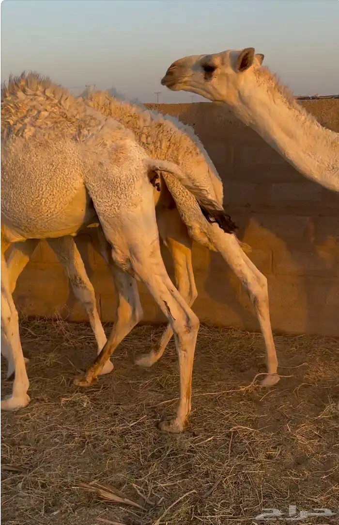 حشو طيبة للبيع 0
