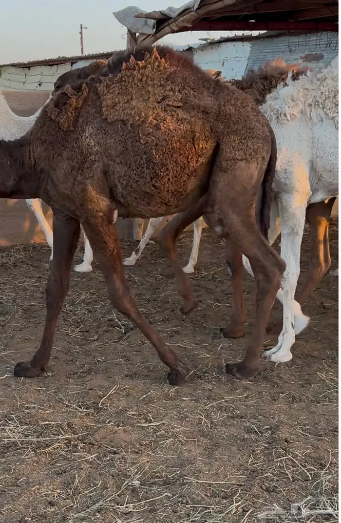 حشو طيبة للبيع 1