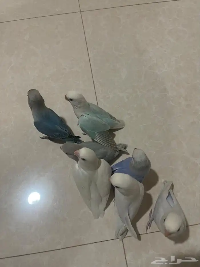 طير روز 0