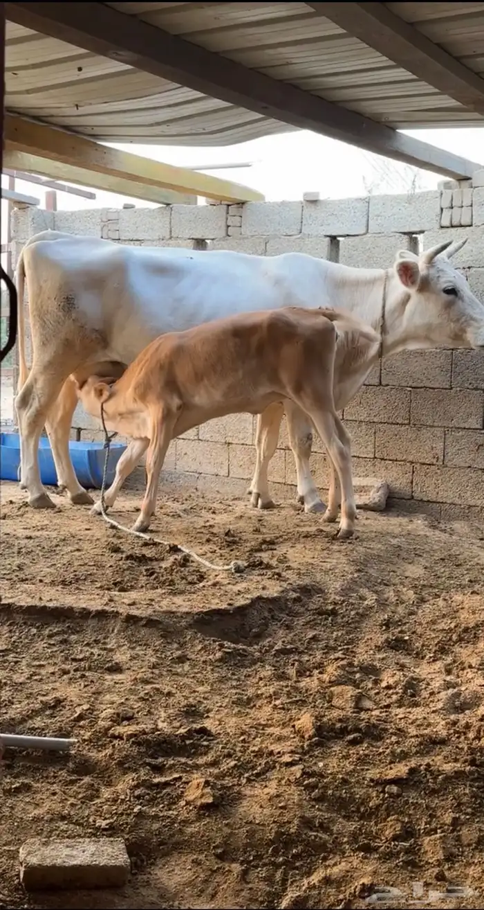 بقره المانيه فاخره 0