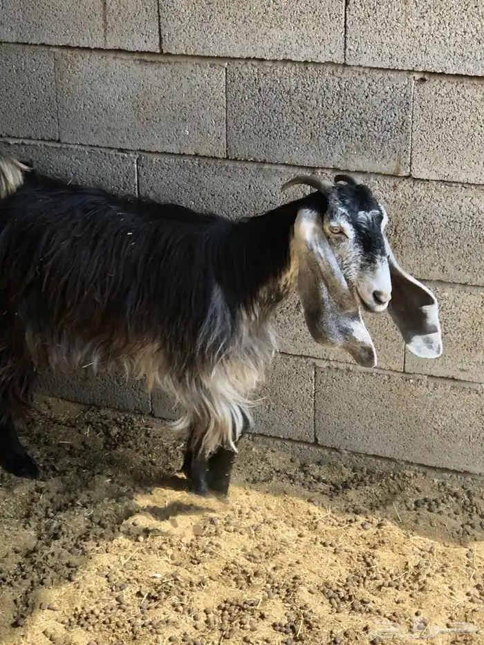 معزا جذعه وثنيه 2