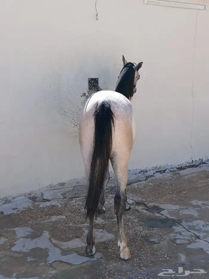 مهر جزيري واهو شرط السلامة عمر سنة 3