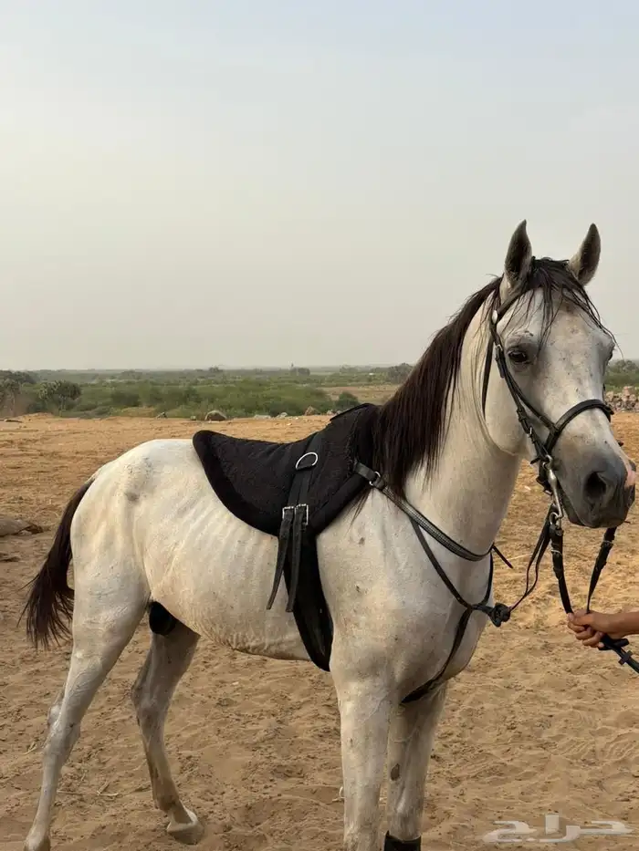 خيل جزيري 3