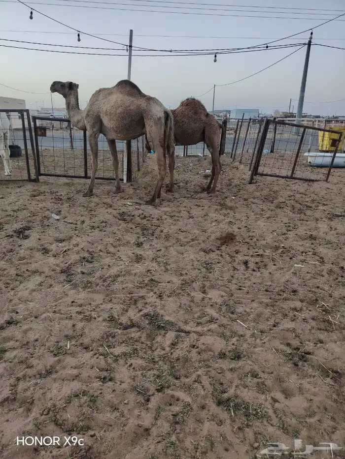 حشو 0