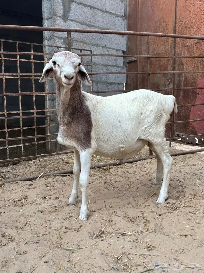 خرفان بربري 2