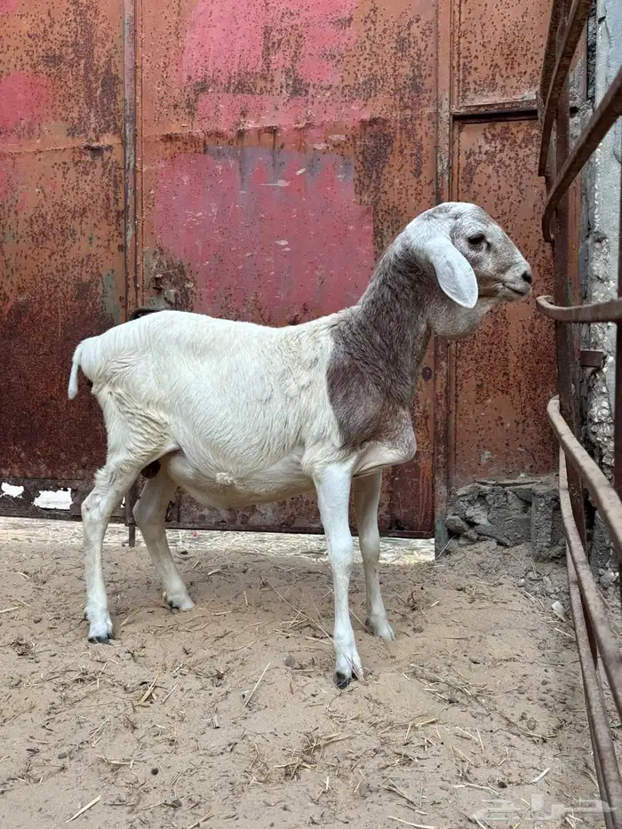 خرفان بربري 1