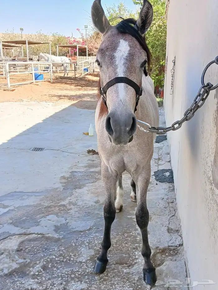 مهر جزيري واهو شرط السلامة عمر سنة 2